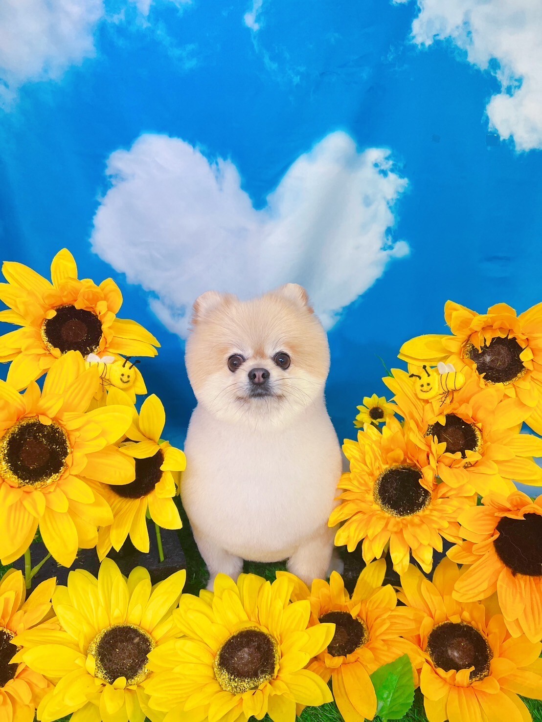 今月のお写真 2